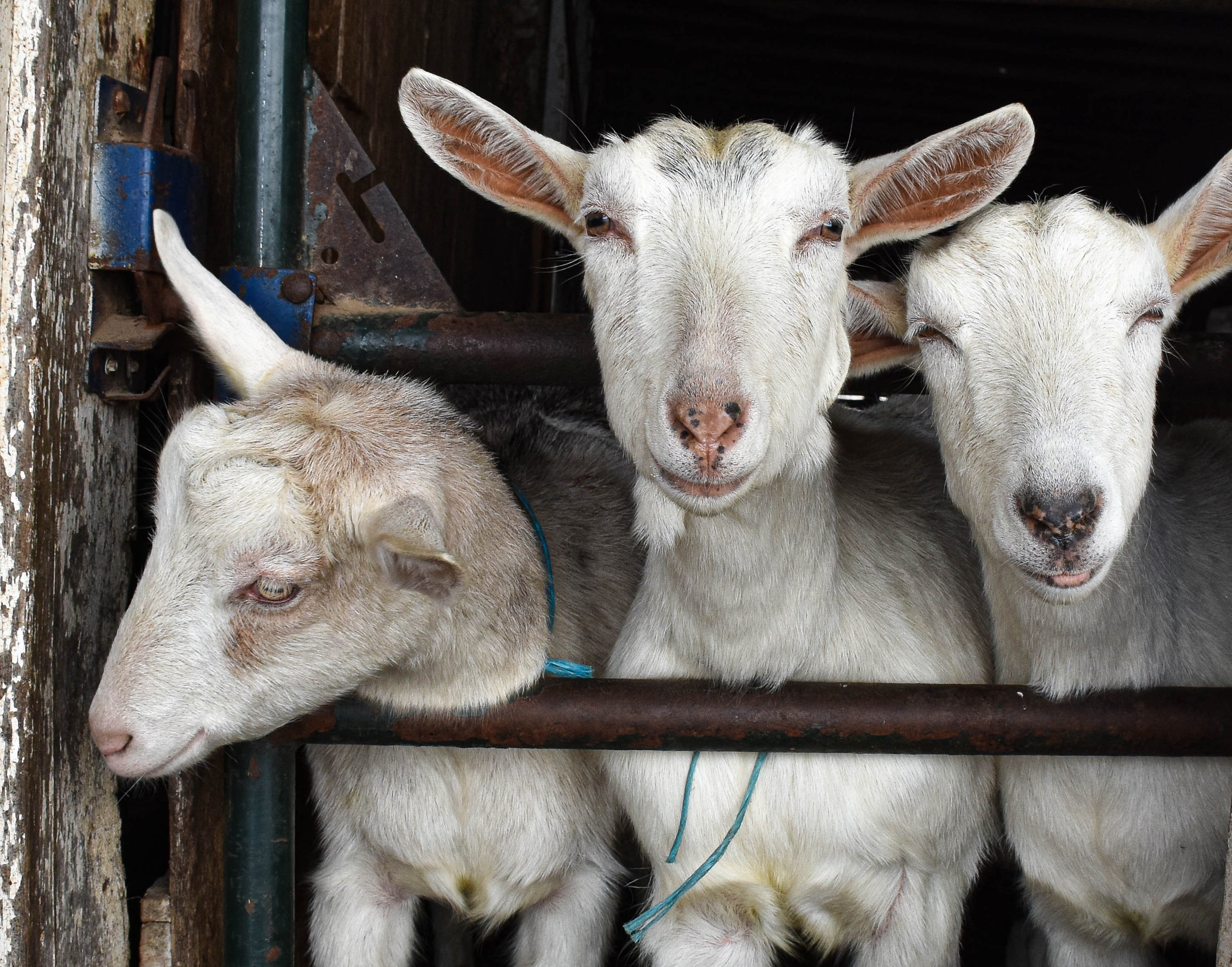 Basics of goat cheese making class marchant manor cheese